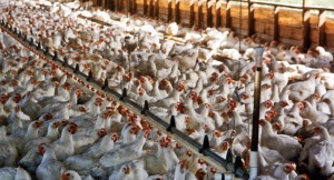 chicken-farming-300_1