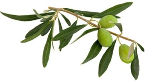 Dr. Amy Davis at Crossing Back to Health uses Olive Leaf for it's antiviral, antifungal and immune boosting effects.
