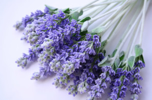 Crossing Back to Health and Dr. Amy Davis use lavender for its calming and sedative effects.