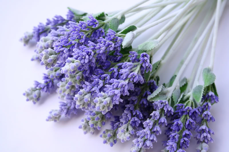 Herbs of Interest – Lavender