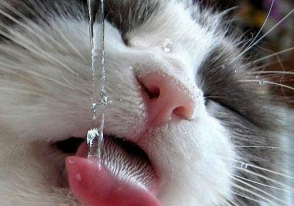 Cat-drinking-water