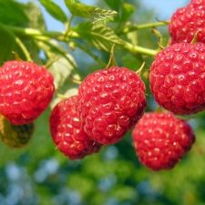 raspberry-branch